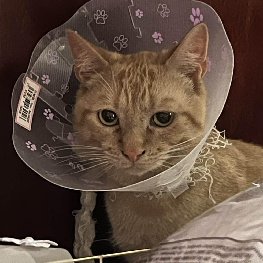 Wowzer, Adoptable, Young Male Domestic Short Hair.