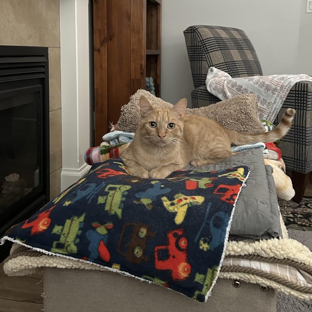 Enlarge Wowzer, a Adoptable Domestic Short Hair in Abbotsford, BC image 2/5