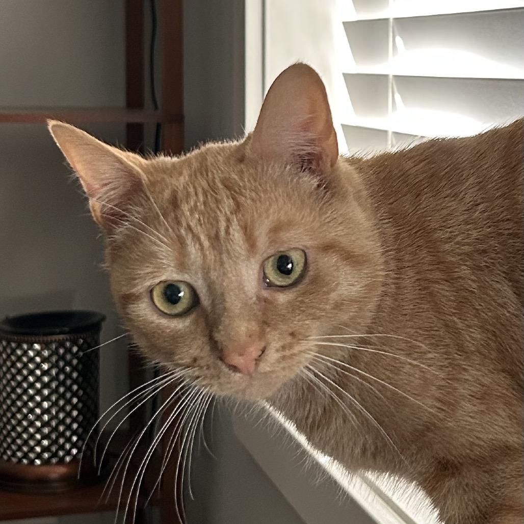 Enlarge Wowzer, a Adoptable Domestic Short Hair in Abbotsford, BC image 5/5