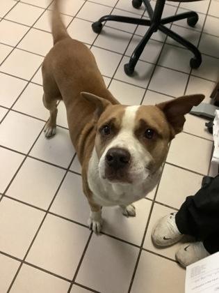 Enlarge Rollo, a Adoptable Mixed Breed in Largo, FL image 1/2