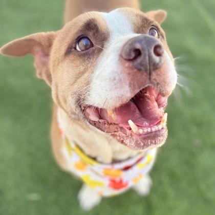 Enlarge Rollo, a Adoptable Mixed Breed in Largo, FL image 2/2