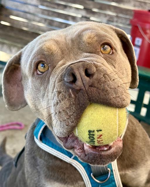 TAMMY, Adoptable, Young Female American Bulldog & Mixed Breed.