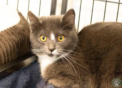Noelle , ADOPTABLE, Adult Female Domestic Short Hair.