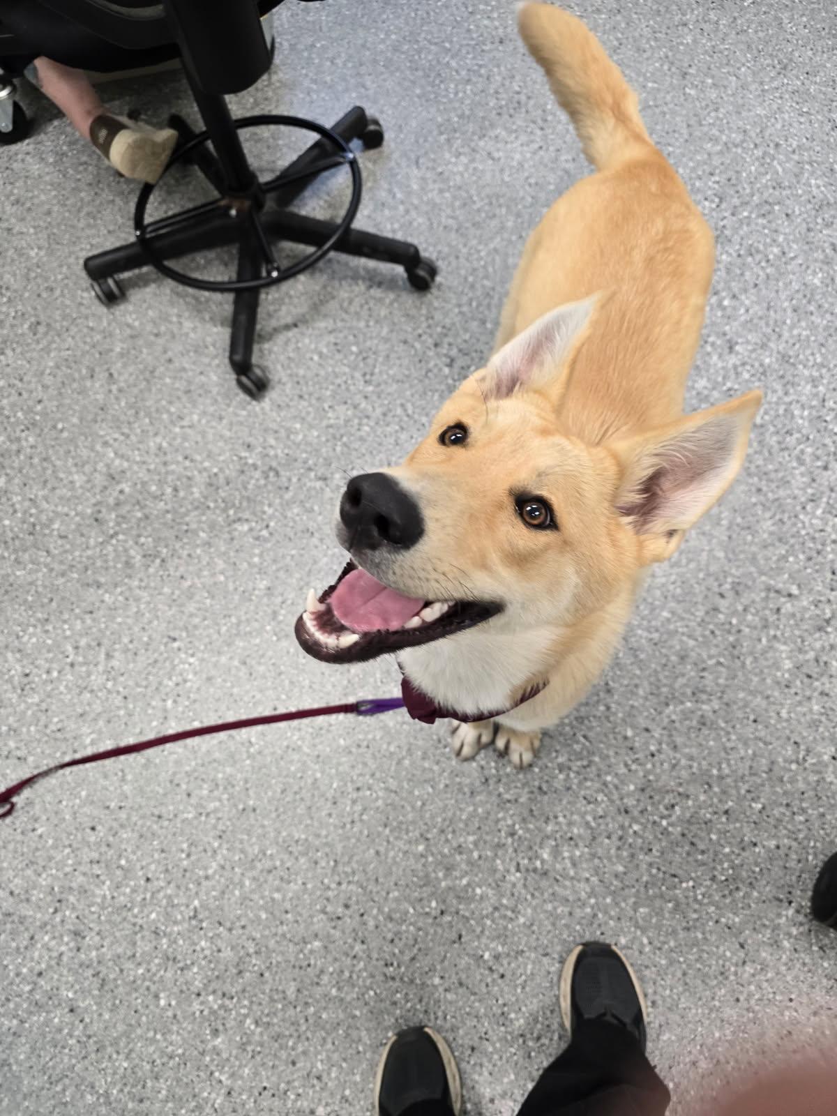 Kuzco, an adoptable Yellow Labrador Retriever in Morris, MN, 56267 | Photo Image 1
