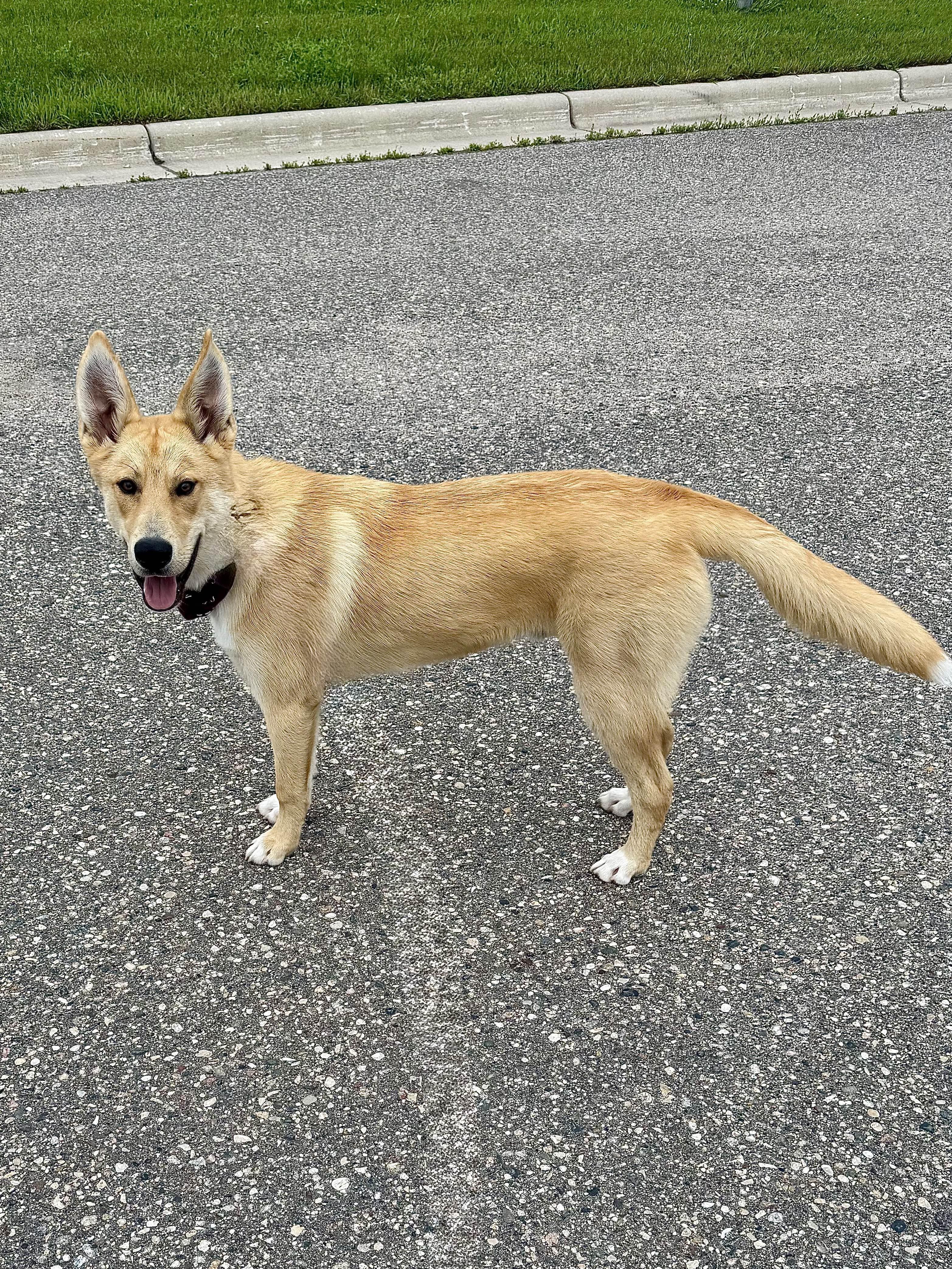 Kuzco, an adoptable Yellow Labrador Retriever in Morris, MN, 56267 | Photo Image 3