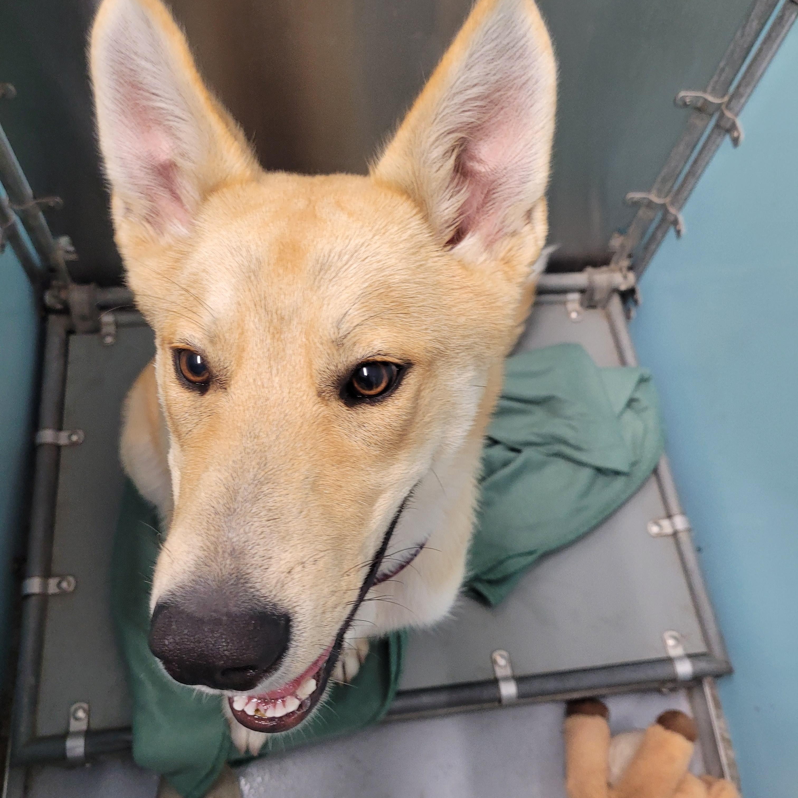 Kuzco, an adoptable Yellow Labrador Retriever in Morris, MN, 56267 | Photo Image 2