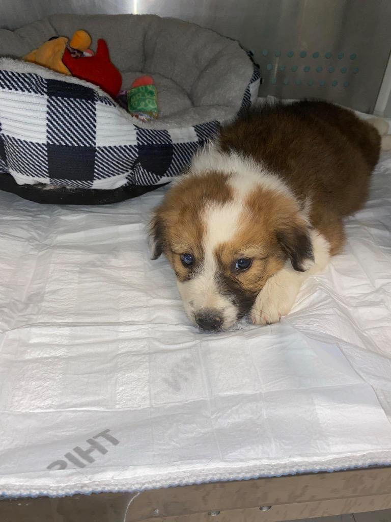 Bailey, Adoptable, Young Female Great Pyrenees.