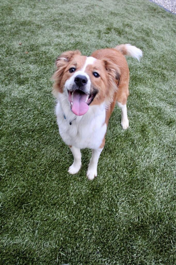 Bailey, a Adoptable mixed breed in Morgantown, KY image 2/2