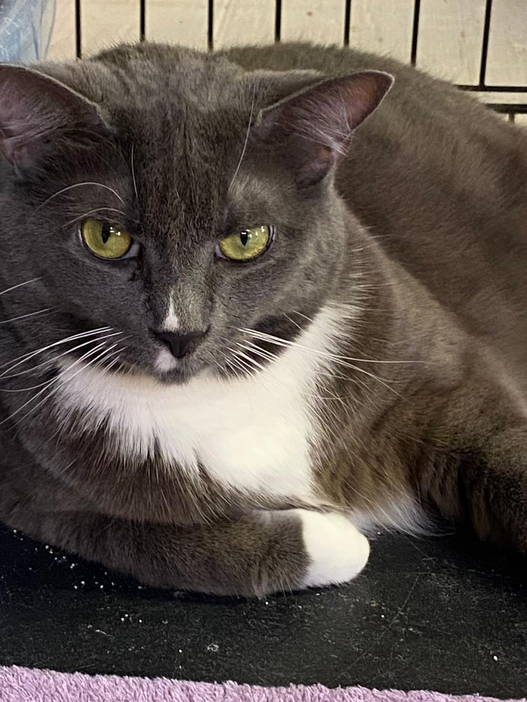 Nella, Adoptable, Adult Female Domestic Short Hair.