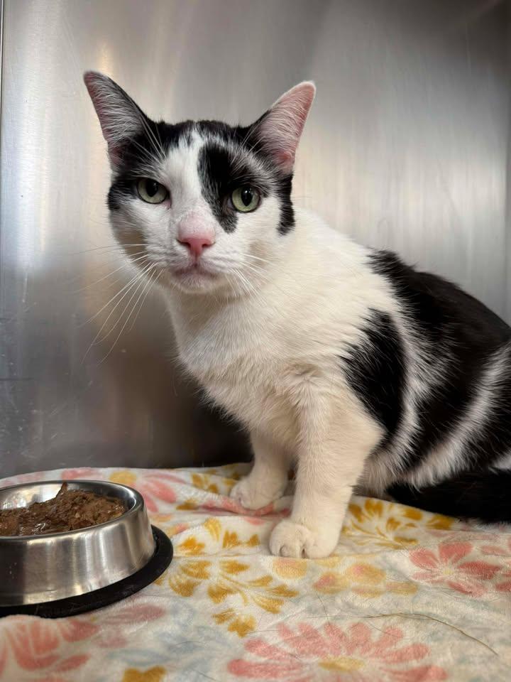 Oak 25-181S, a Adoptable Domestic Short Hair in Woodbridge, CT image 2/2