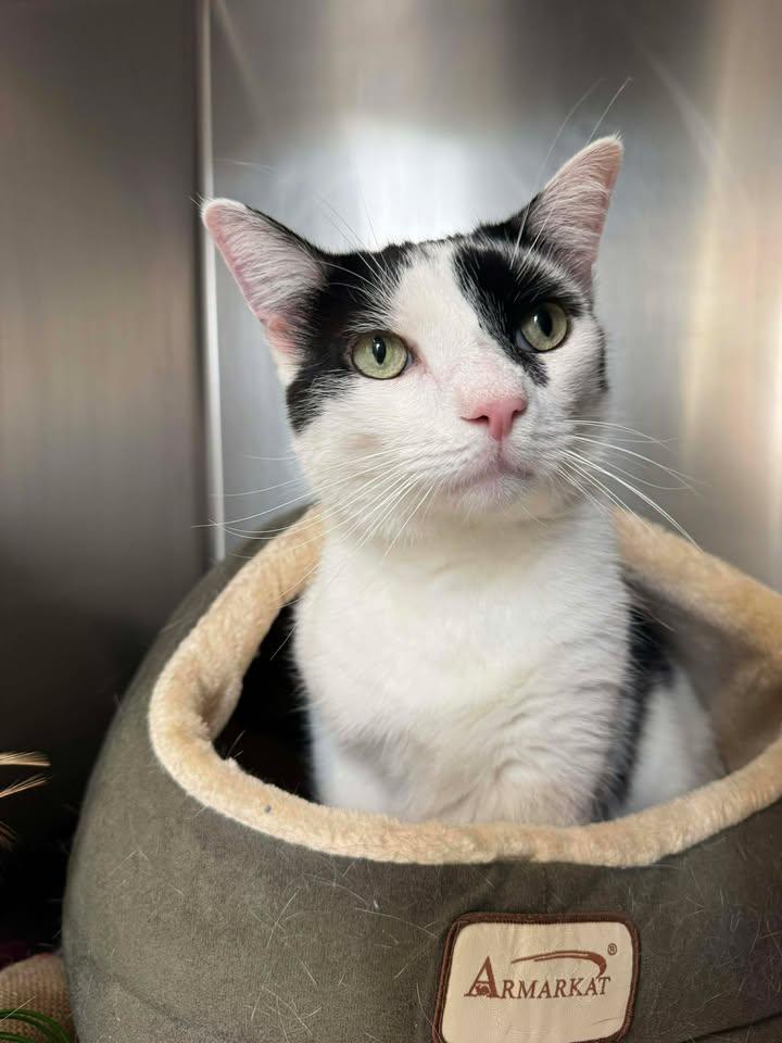 Oak 25-181S, Adoptable, Adult Male Domestic Short Hair.