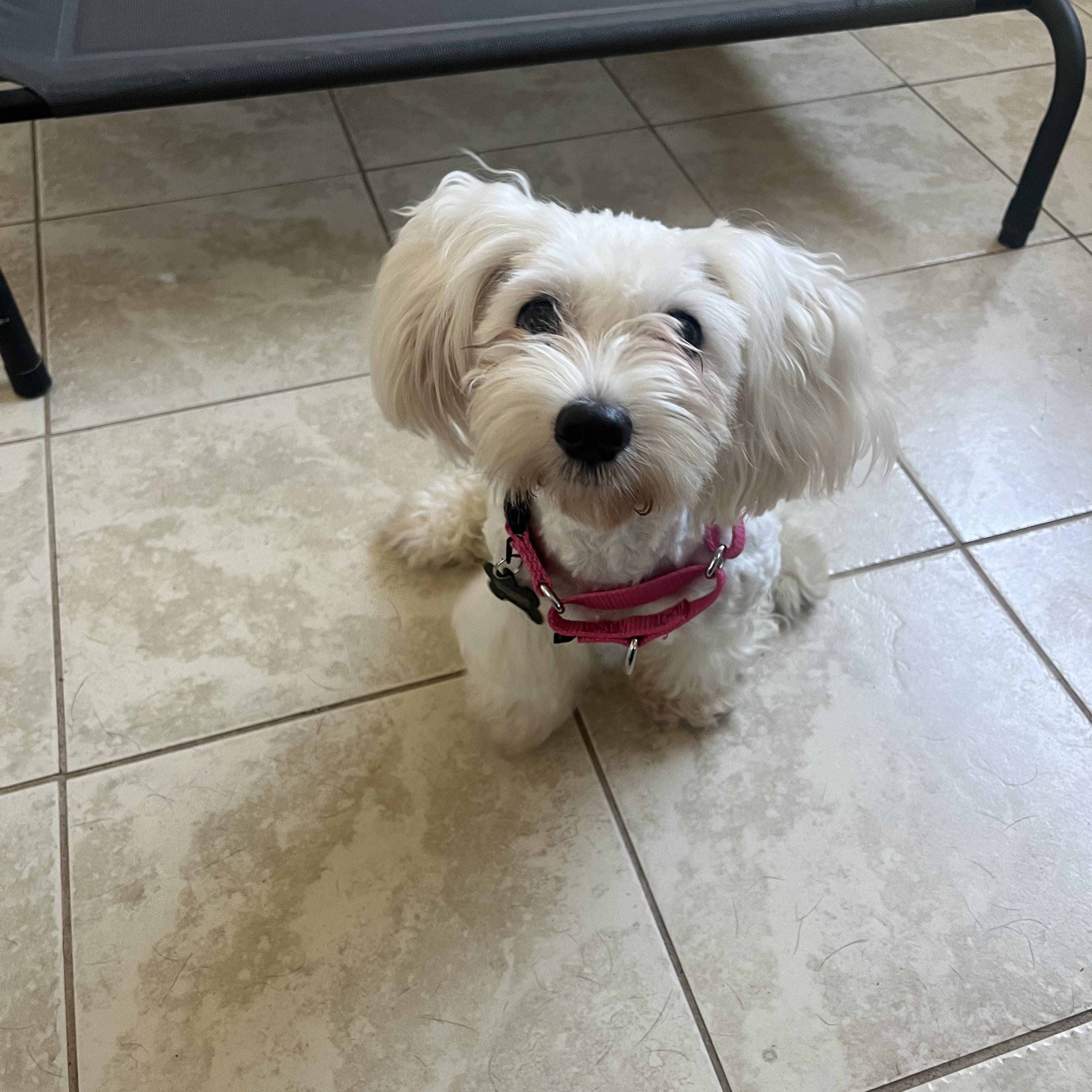 Daisy, adopted, Young Female Maltese.