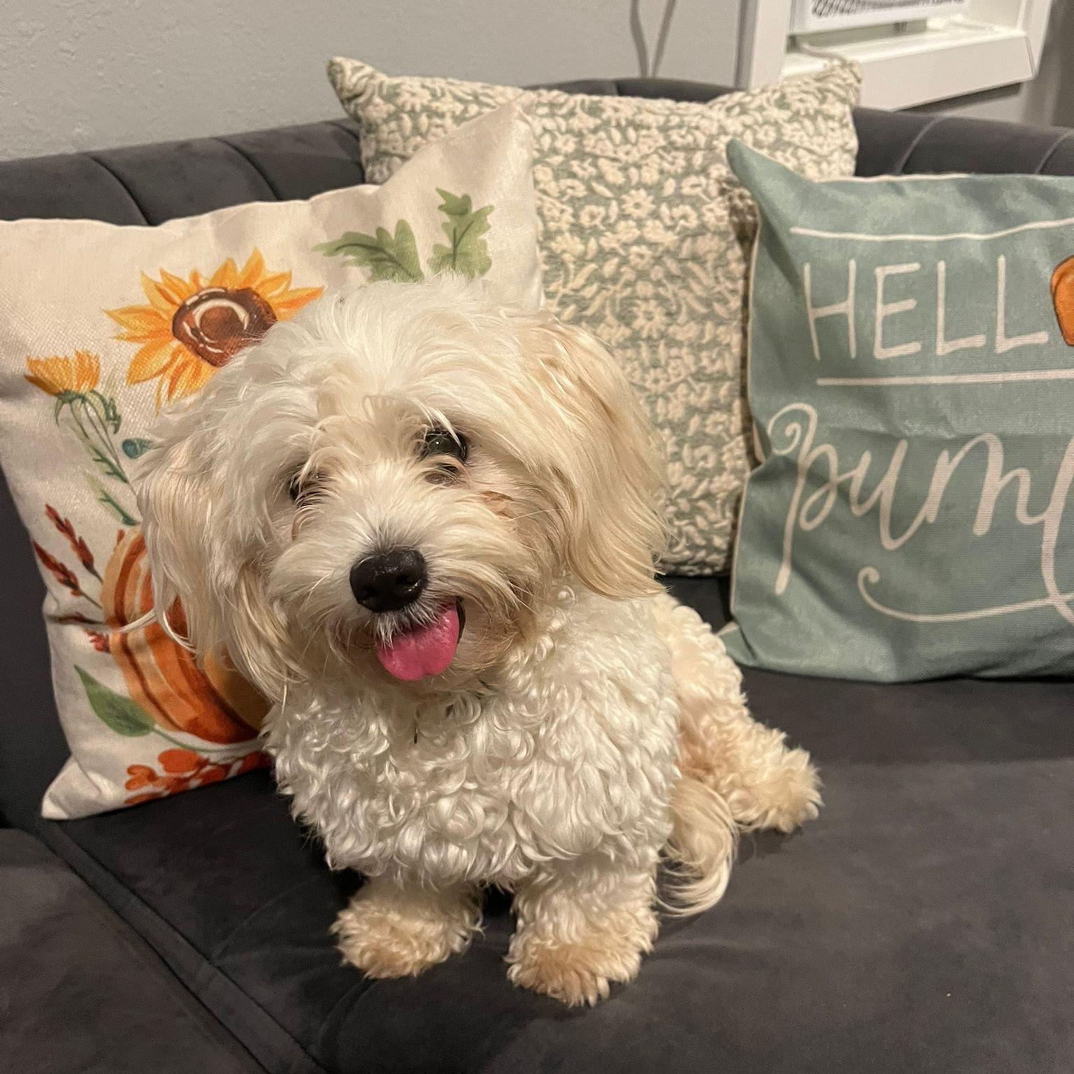 Daisy, an adopted Maltese in Washington , DC image 3/4