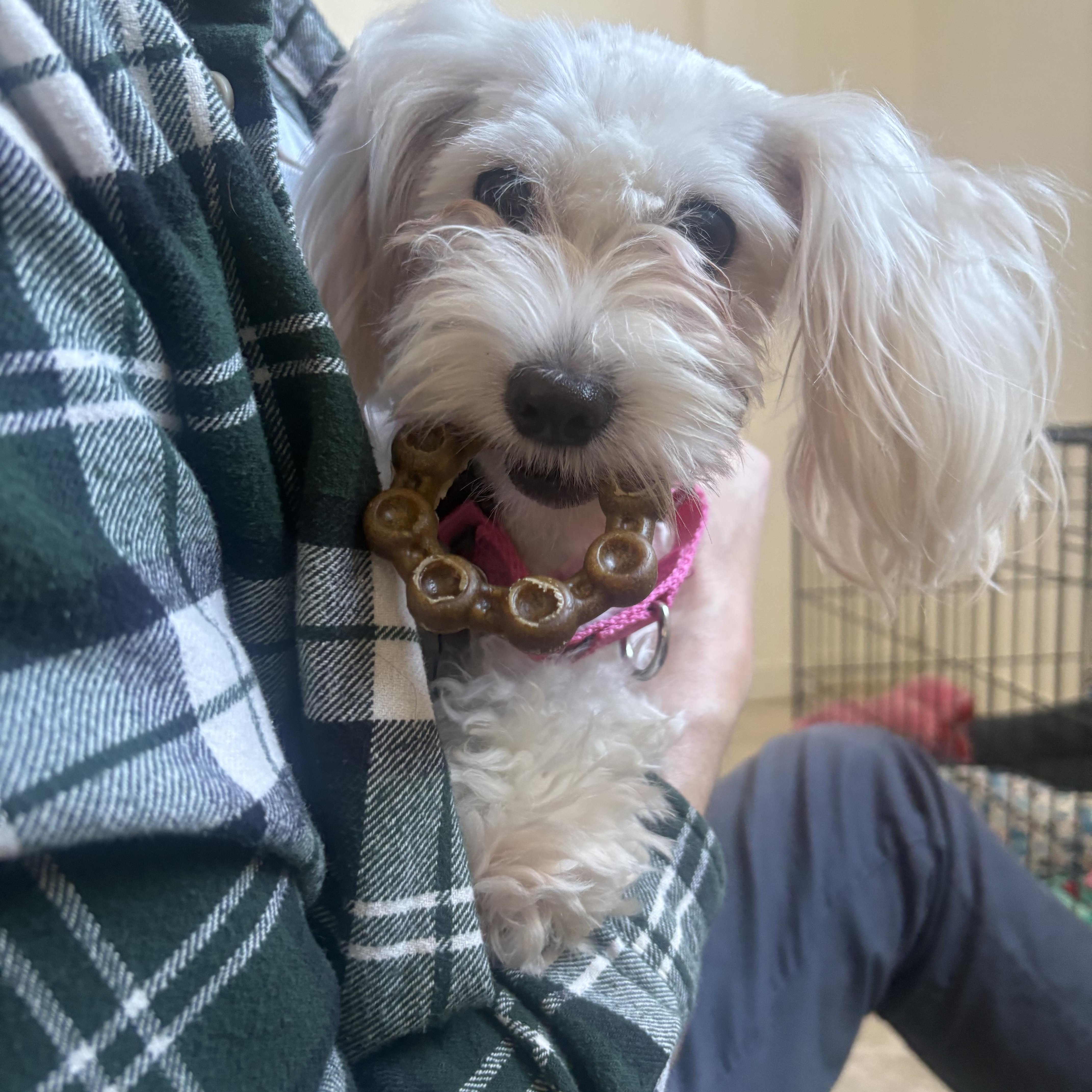 Daisy, an adopted Maltese in Washington , DC image 2/4