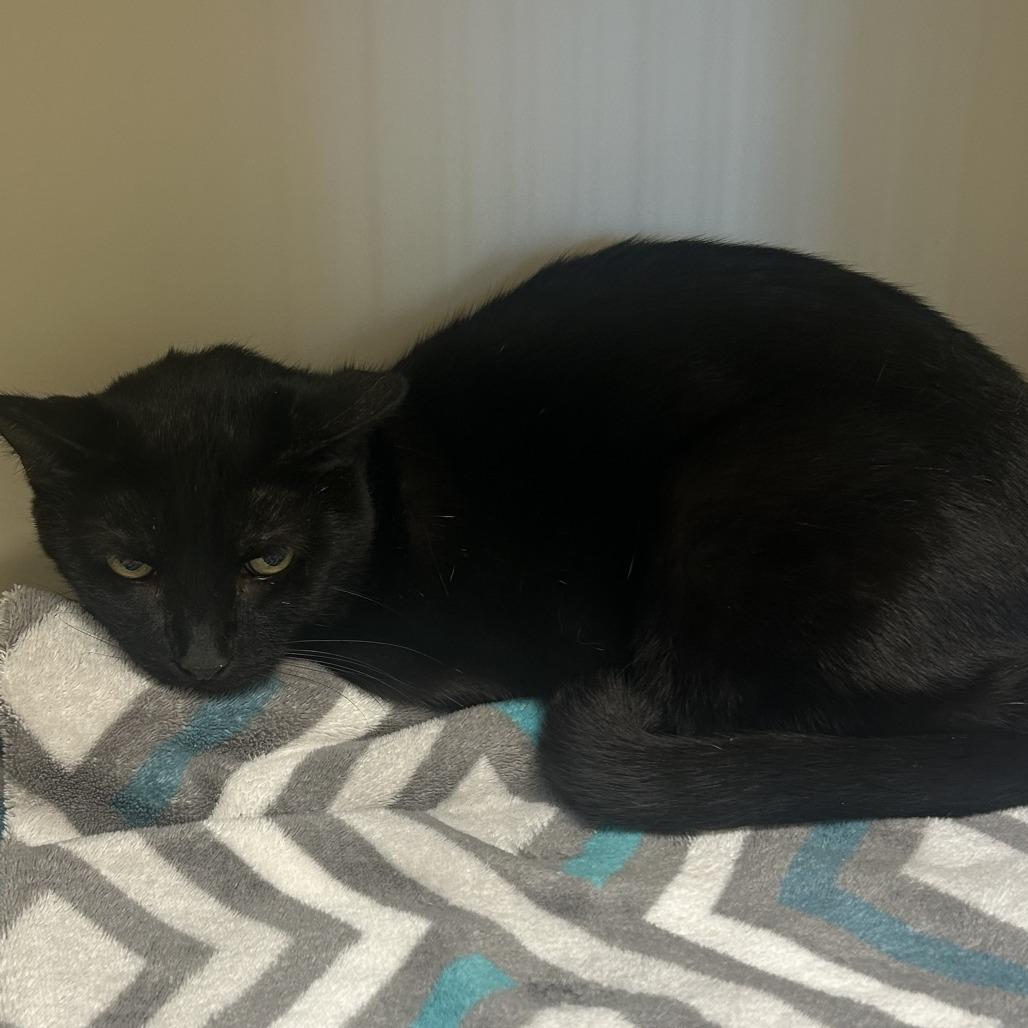 George, Adoptable, Senior Male Domestic Short Hair.