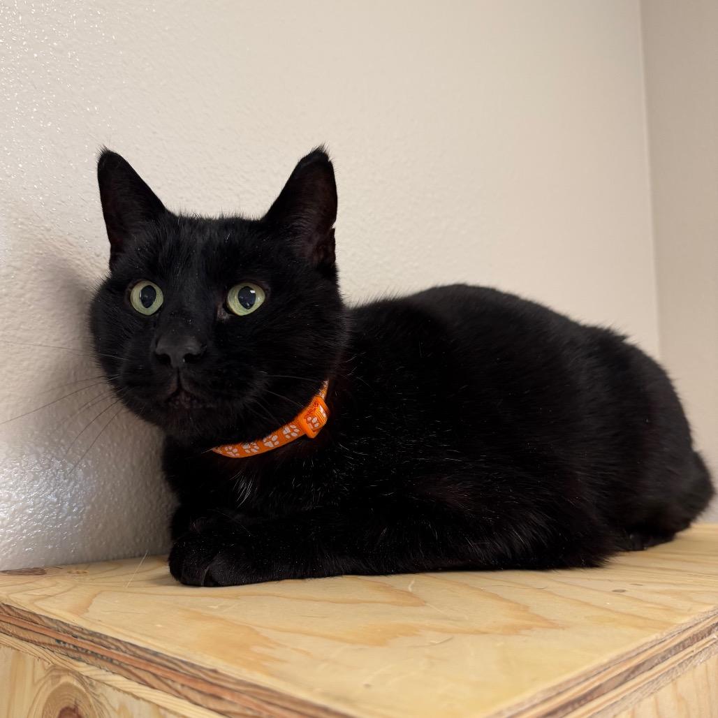 Enlarge George, a Adoptable Domestic Short Hair in Cody, WY image 2/3