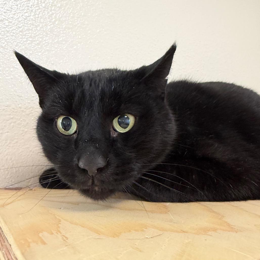 Enlarge George, a Adoptable Domestic Short Hair in Cody, WY image 3/3
