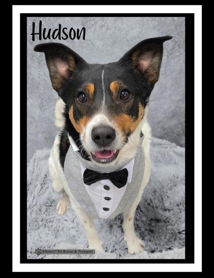 Hudson, Adoptable, Adult Male Terrier & Mixed Breed.