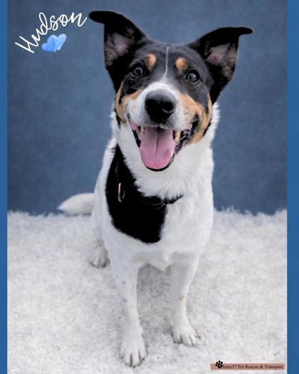 Enlarge Hudson, a Adoptable mixed breed in De Soto, IA image 3/3