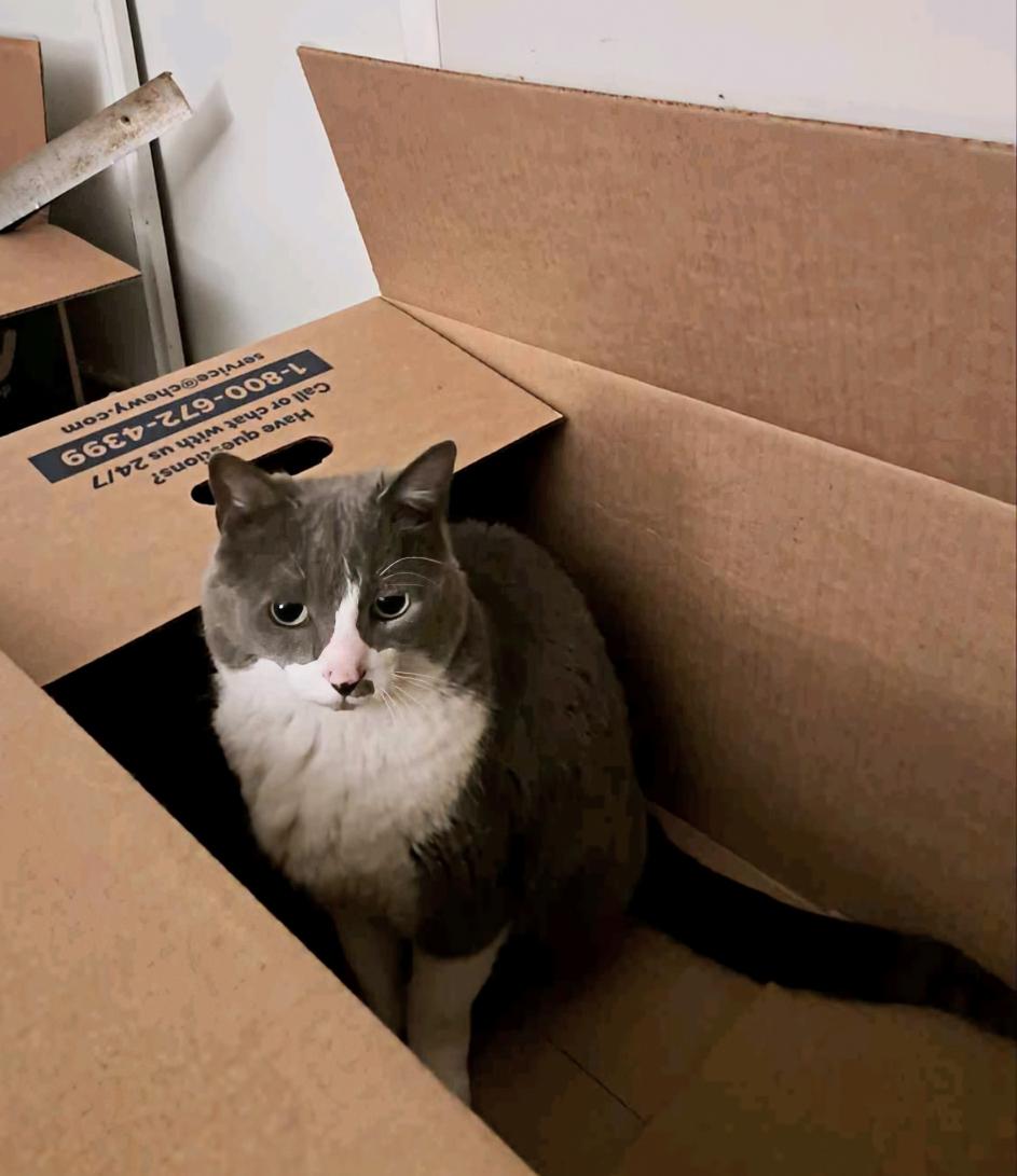 Ms. Boots, a Adoptable Domestic Short Hair in Newport, TN image 2/6