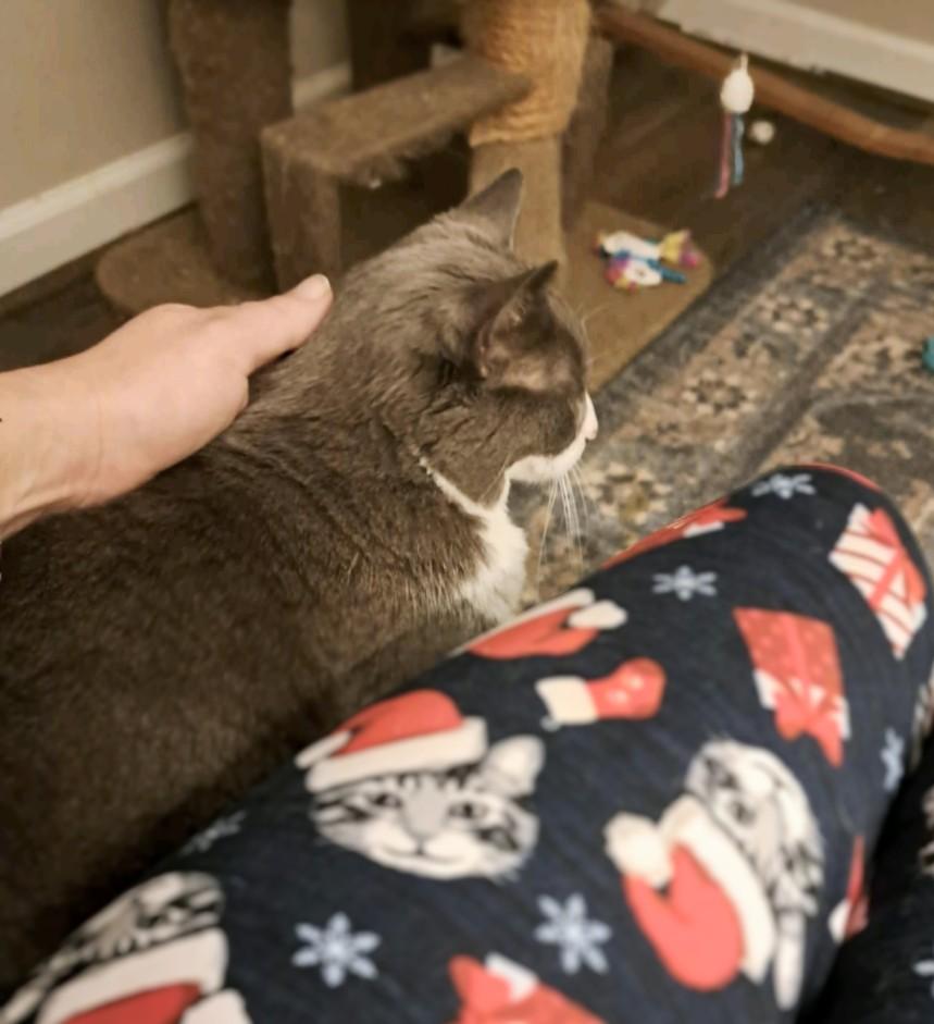 Ms. Boots, a Adoptable Domestic Short Hair in Newport, TN image 4/6