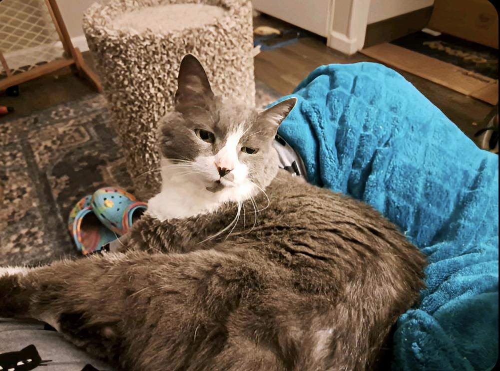 Ms. Boots, a Adoptable Domestic Short Hair in Newport, TN image 5/6