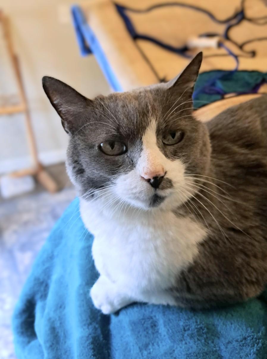 Ms. Boots, a Adoptable Domestic Short Hair in Newport, TN image 6/6