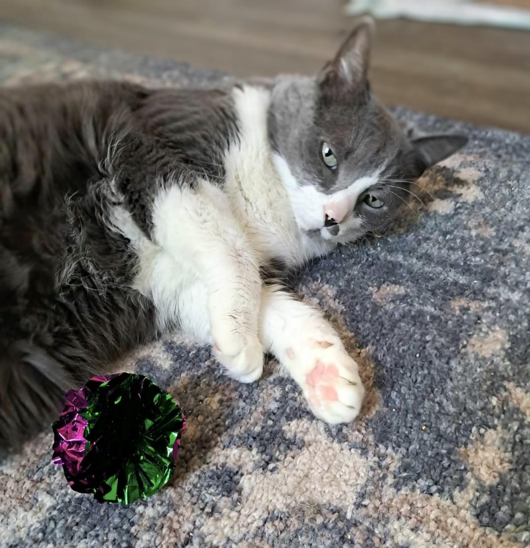 Ms. Boots, a Adoptable Domestic Short Hair in Newport, TN image 1/6