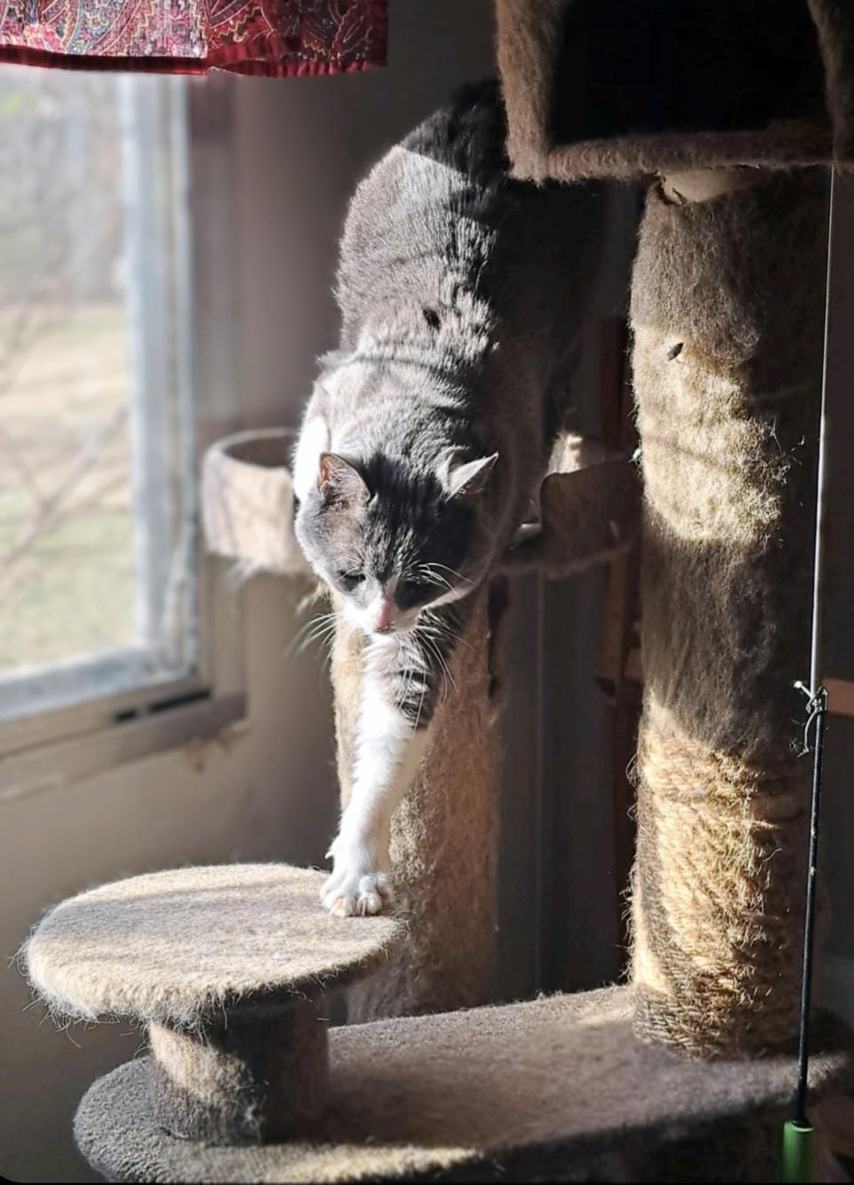 Ms. Boots, a Adoptable Domestic Short Hair in Newport, TN image 3/6