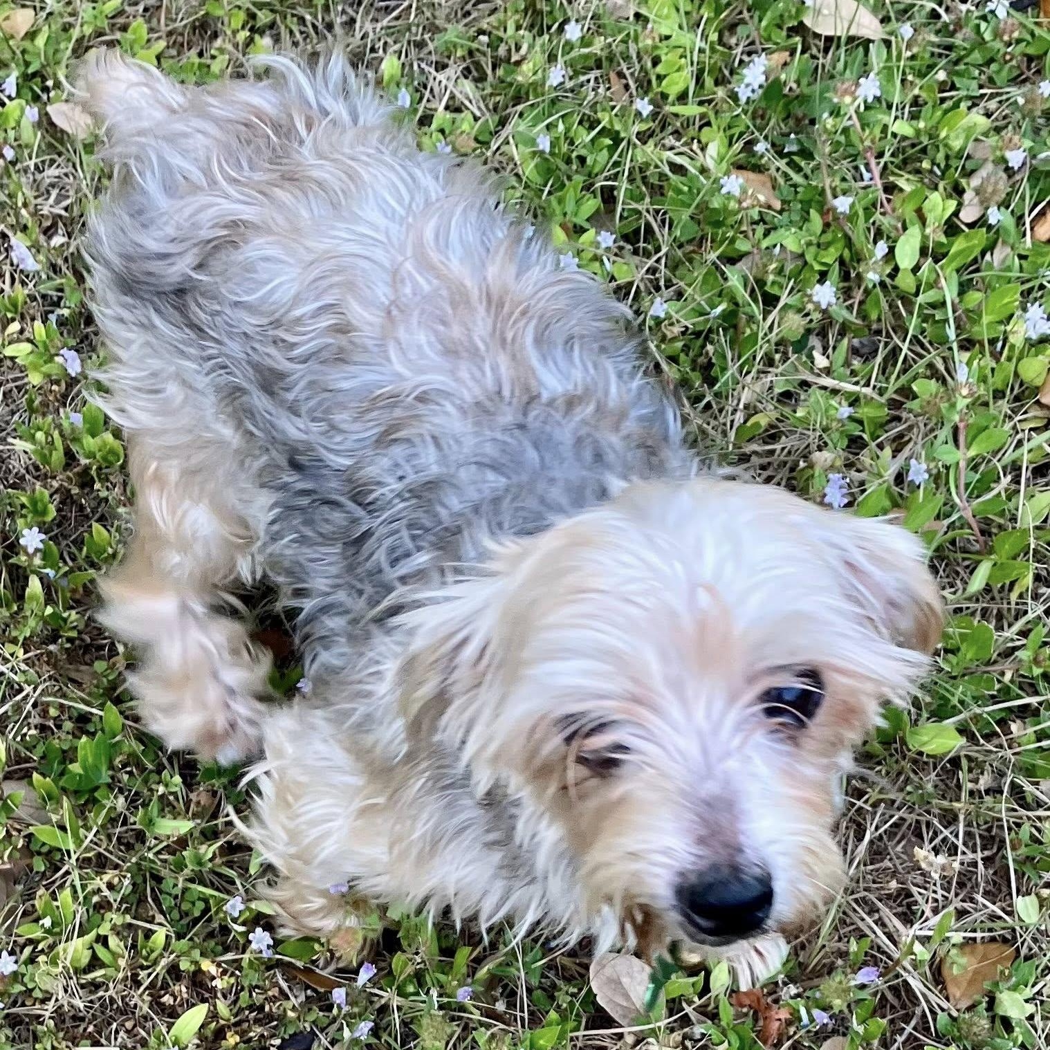 Enlarge Tom & Oney, a Adoptable Yorkshire Terrier in Cape Coral, FL image 2/6