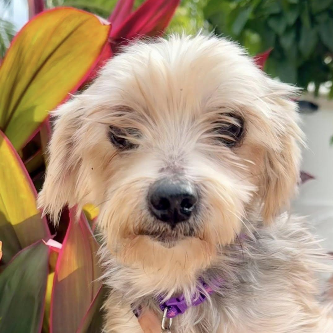 Enlarge Tom & Oney, a Adoptable Yorkshire Terrier in Cape Coral, FL image 3/6