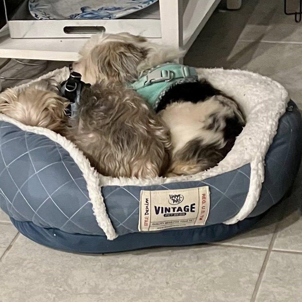 Enlarge Tom & Oney, a Adoptable Yorkshire Terrier in Cape Coral, FL image 4/6