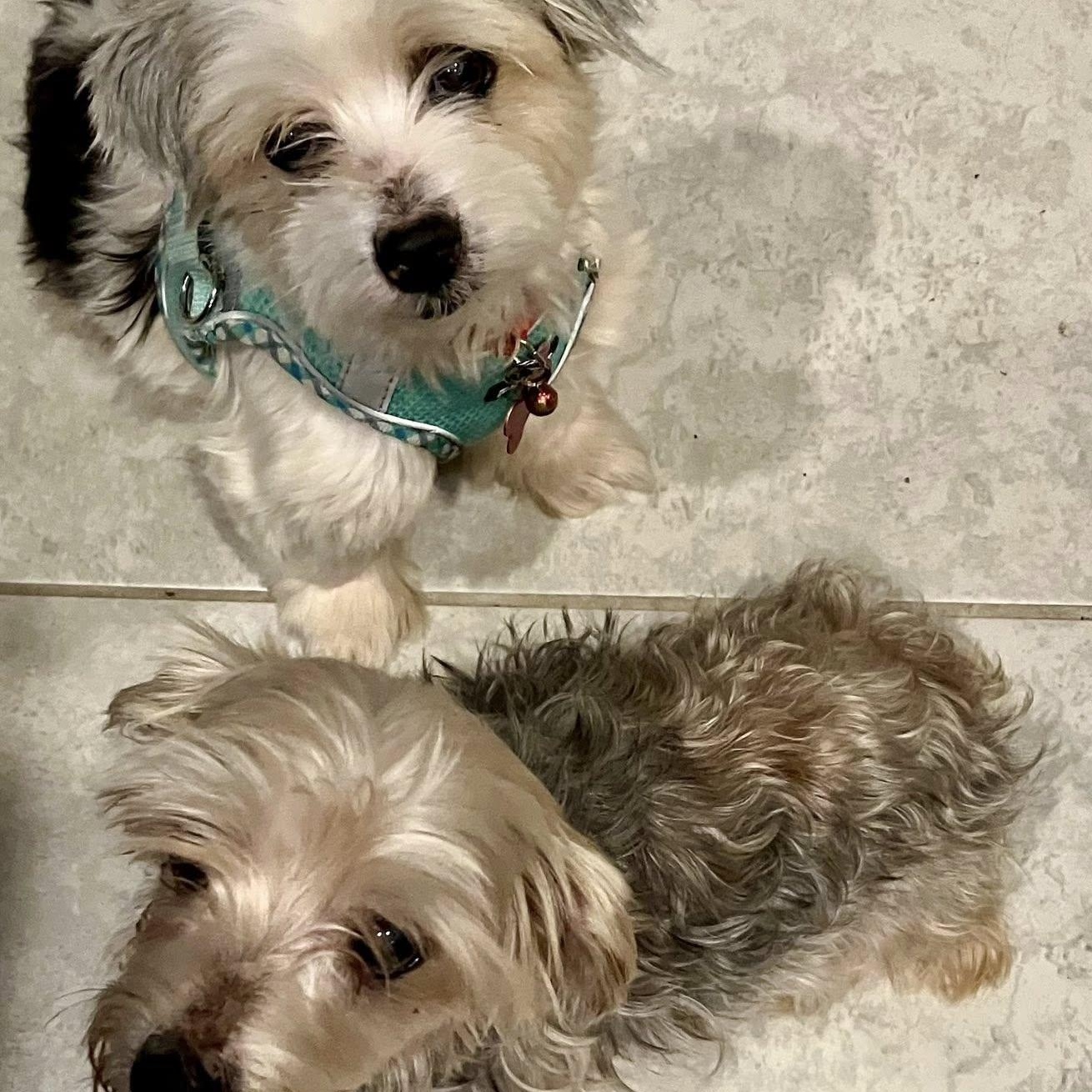 Enlarge Tom & Oney, a Adoptable Yorkshire Terrier in Cape Coral, FL image 5/6