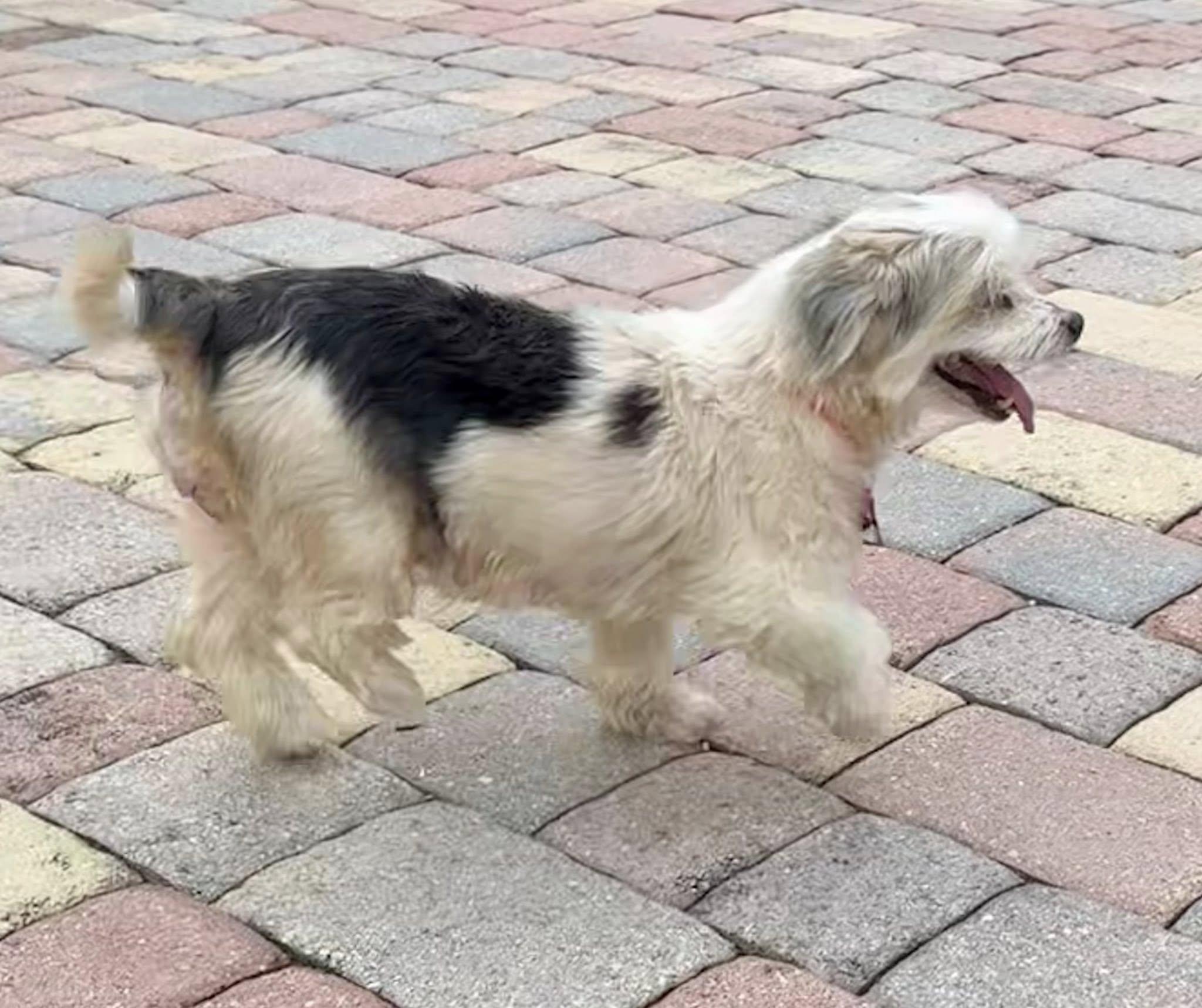 Enlarge Tom & Oney, a Adoptable Yorkshire Terrier in Cape Coral, FL image 6/6