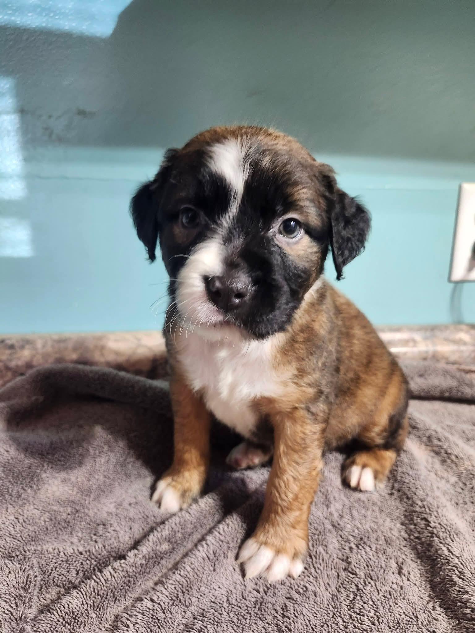 Snuggles , adopted, Puppy Male Australian Shepherd & Pit Bull Terrier.