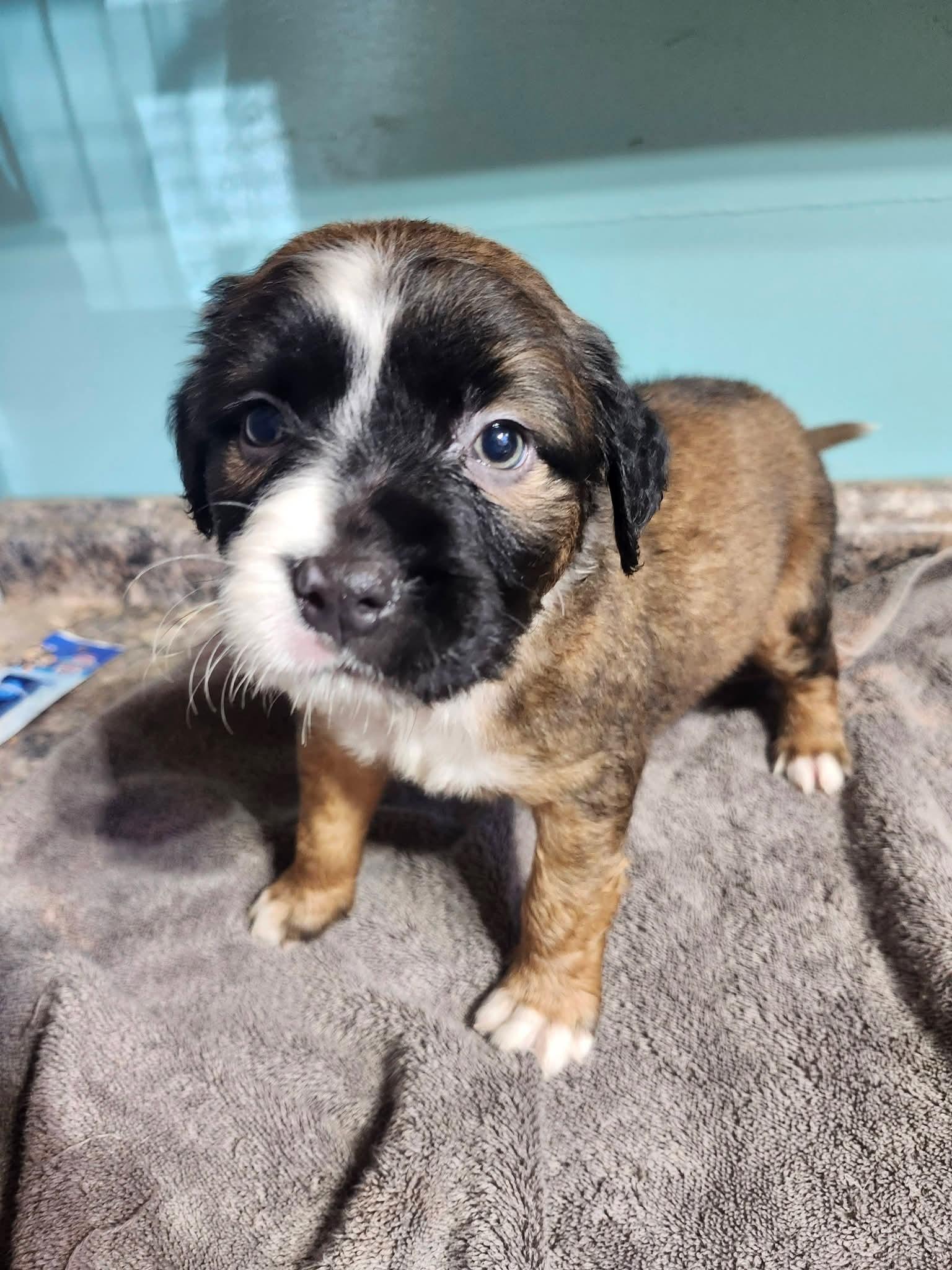 Enlarge Snuggles , an adopted mixed breed in Cosby, TN image 3/3