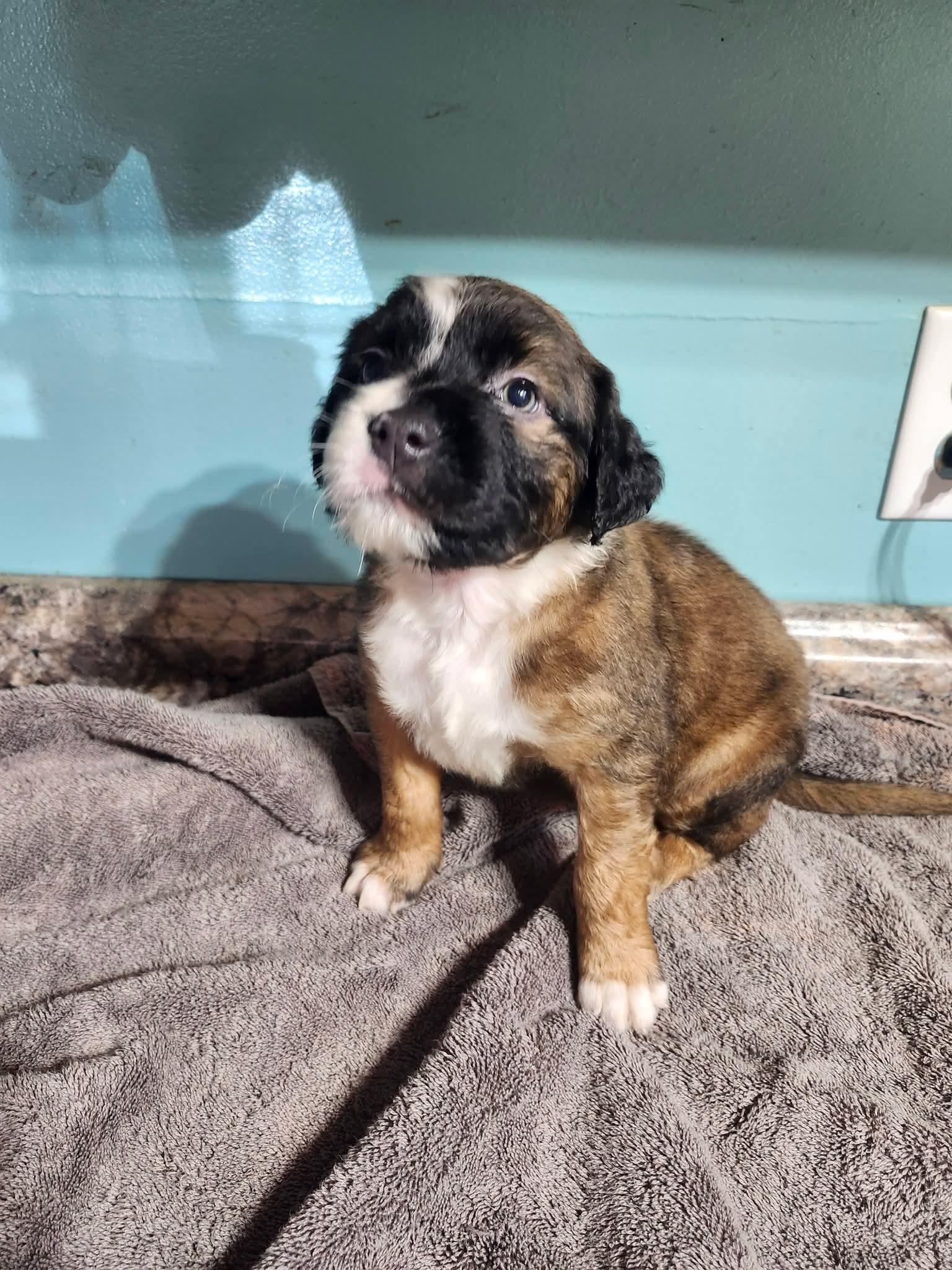 Enlarge Snuggles , an adopted mixed breed in Cosby, TN image 2/3