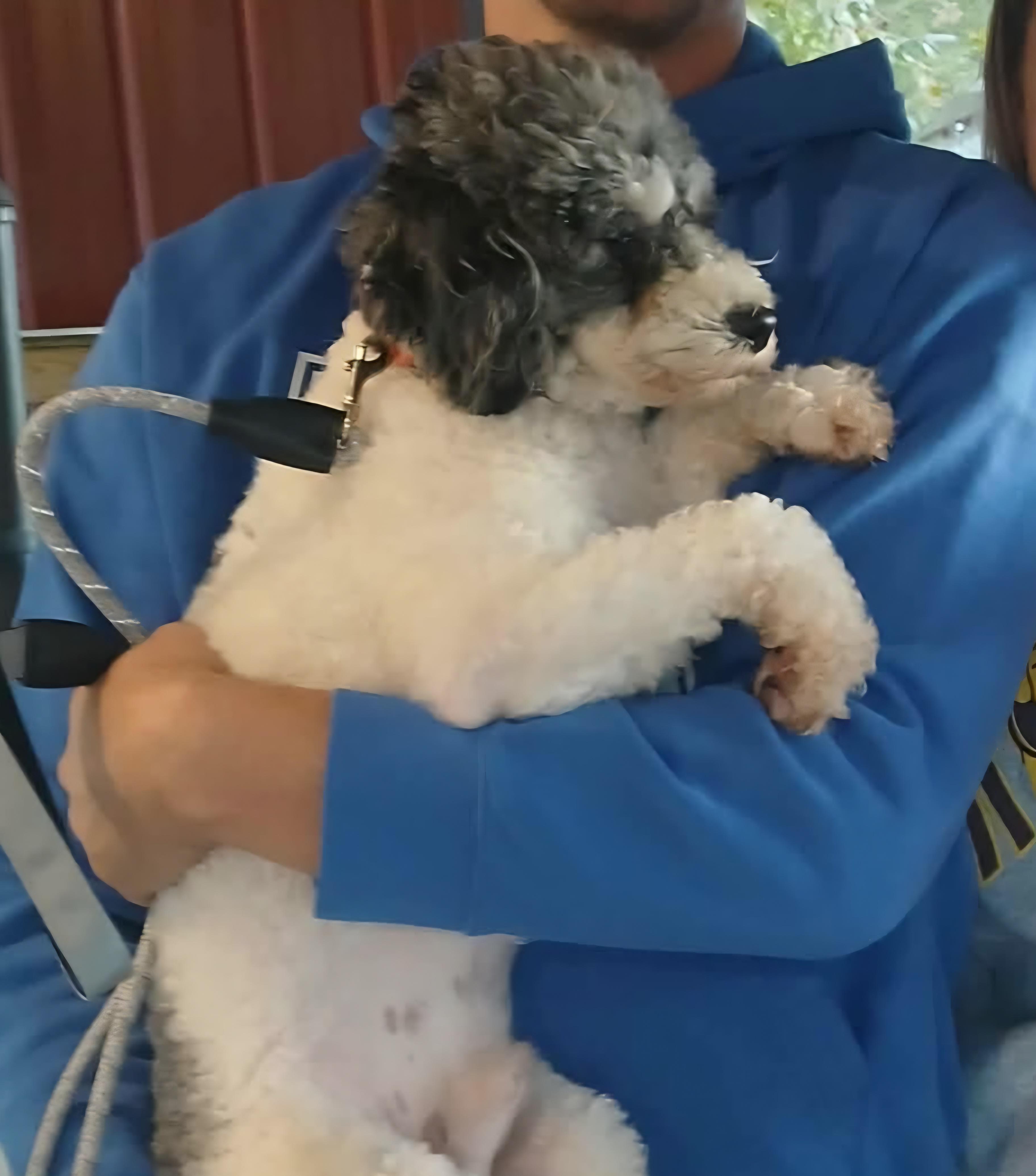 Sebastian, Adopted, Young Male Miniature Poodle.
