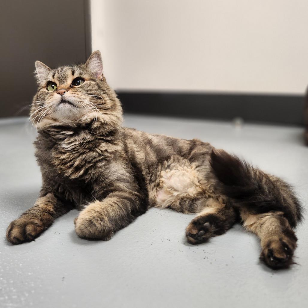 Lady Belle, a Adoptable Domestic Long Hair in Las Vegas, NV image 2/3