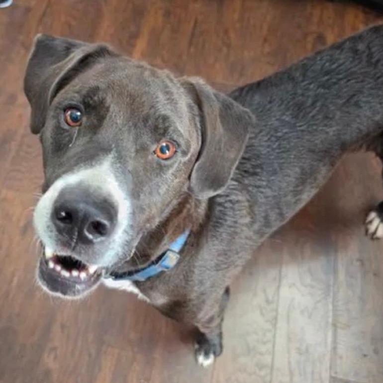 Duke *, Adoptable, Adult Male Terrier & Mixed Breed.
