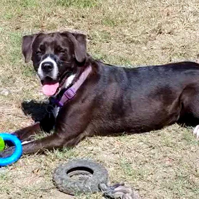 Enlarge Duke *, a Adoptable mixed breed in Hackett, AR image 2/5