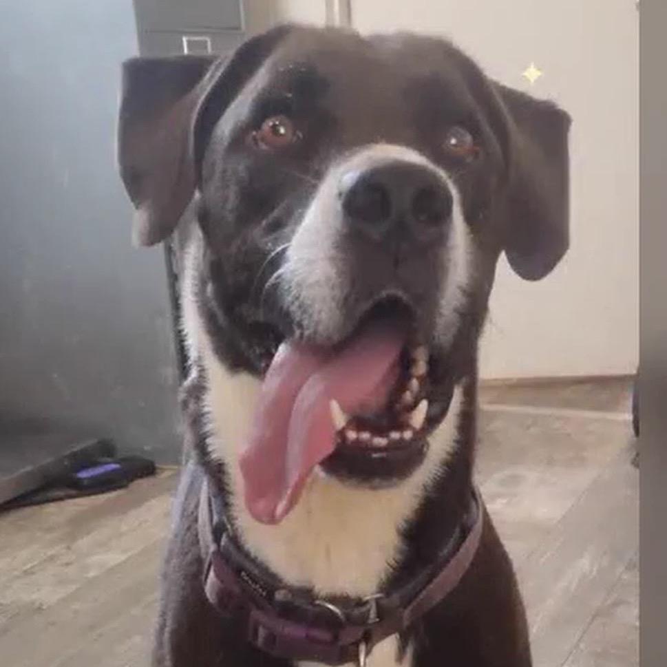 Enlarge Duke *, a Adoptable mixed breed in Hackett, AR image 3/5