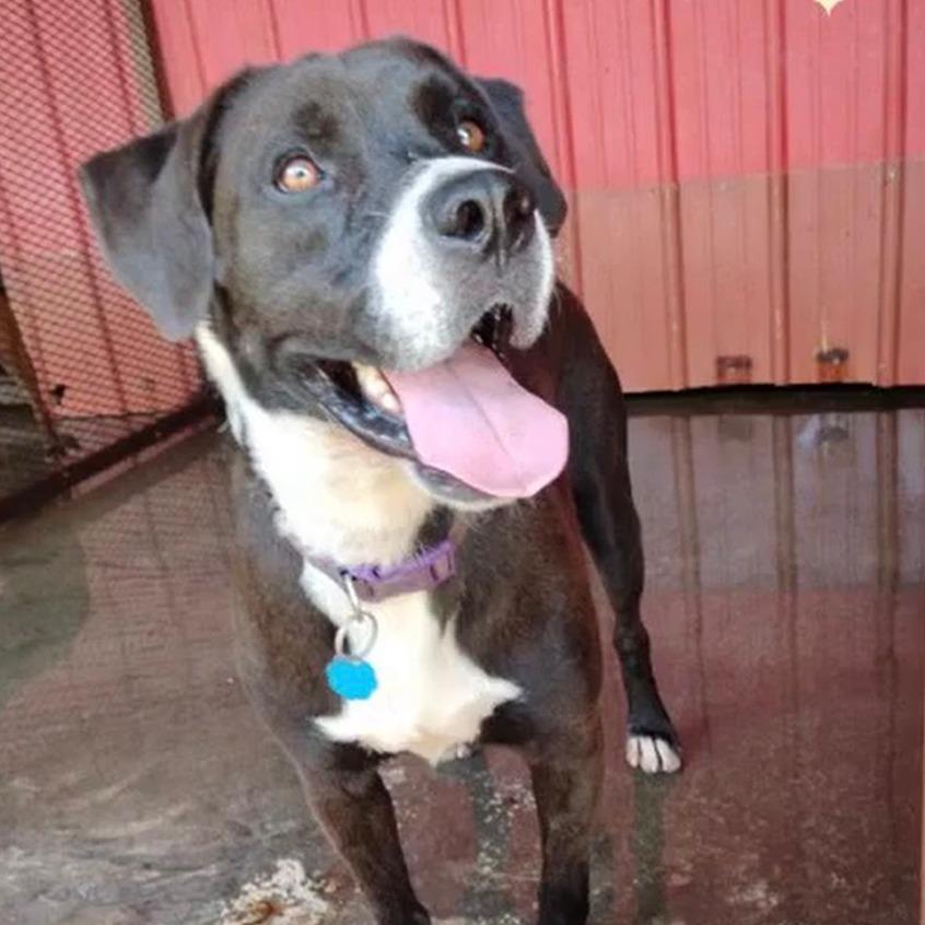 Enlarge Duke *, a Adoptable mixed breed in Hackett, AR image 4/5