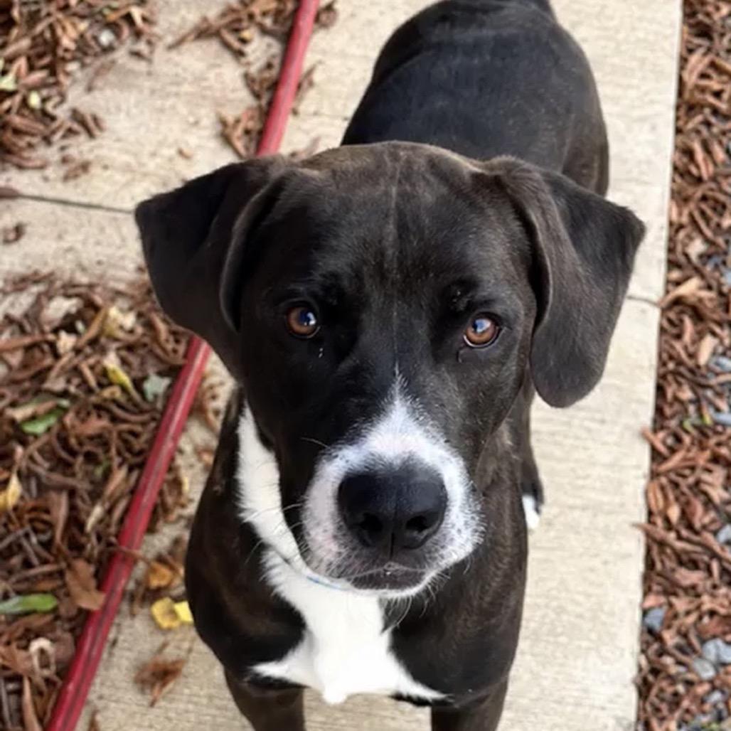 Enlarge Duke *, a Adoptable mixed breed in Hackett, AR image 5/5
