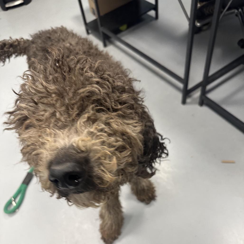 Nutmeg, Adoptable, Adult Male Standard Poodle & Mixed Breed.