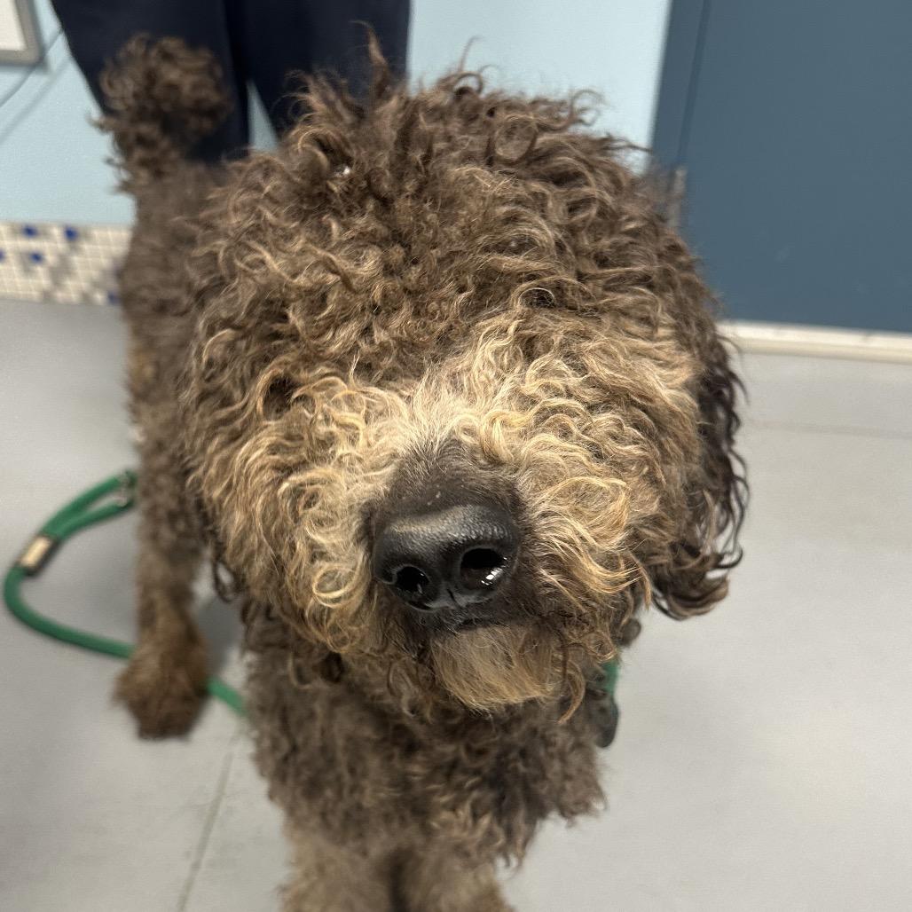 Nutmeg, Adoptable, Adult Male Standard Poodle & Mixed Breed.