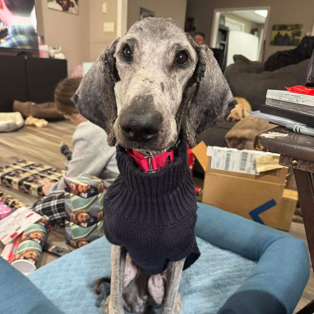 Enlarge Nutmeg, a Adoptable mixed breed in West Chester, PA image 2/6