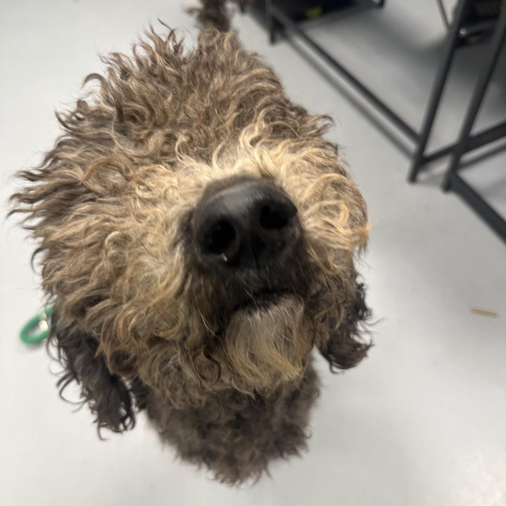 Enlarge Nutmeg, a Adoptable mixed breed in West Chester, PA image 3/6