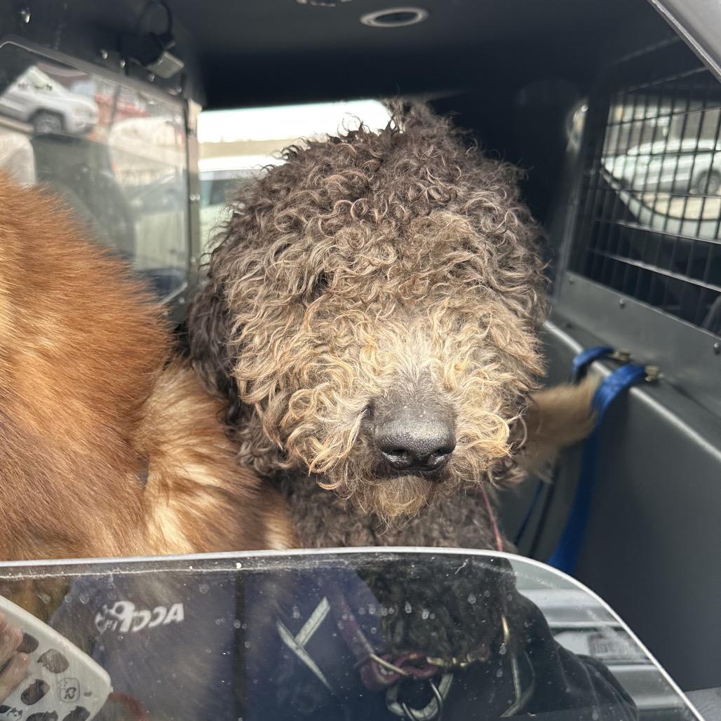 Enlarge Nutmeg, a Adoptable mixed breed in West Chester, PA image 4/6