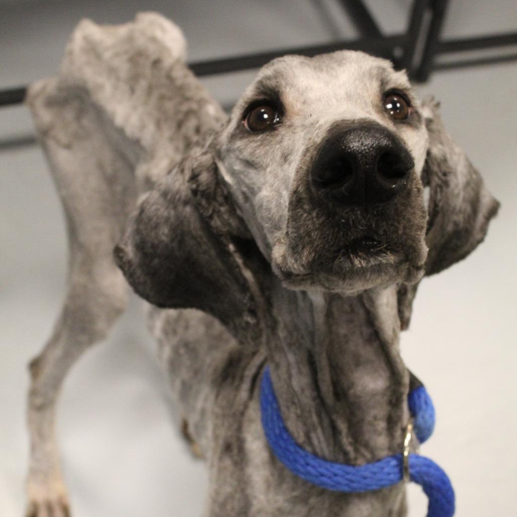 Enlarge Nutmeg, a Adoptable mixed breed in West Chester, PA image 5/6